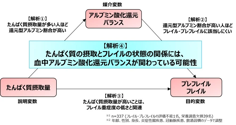 たんぱく質の摂取と血中栄養指標、およびプレフレイル・フレイルの関係性