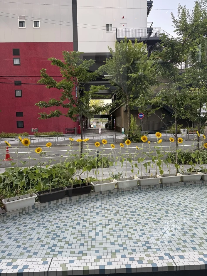 水辺のひまわり花壇