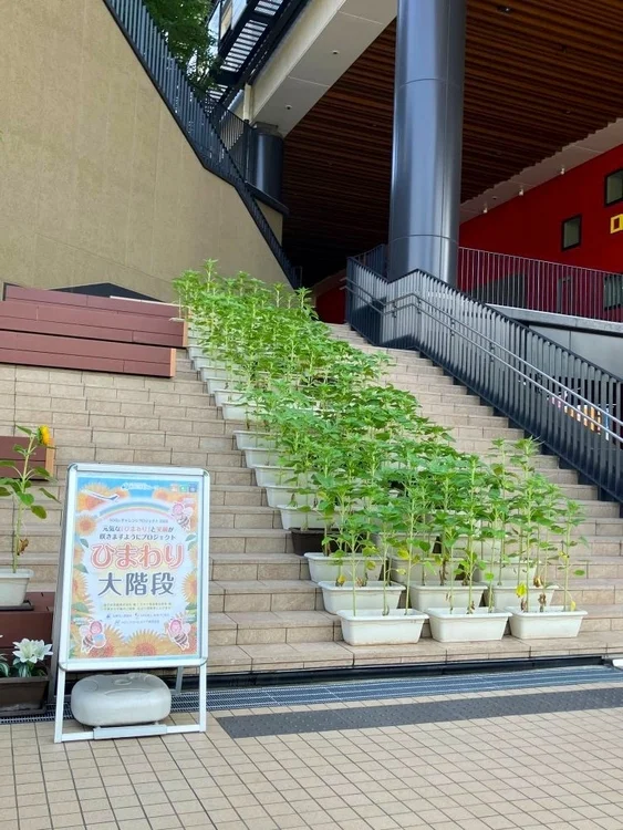 ひまわり大階段