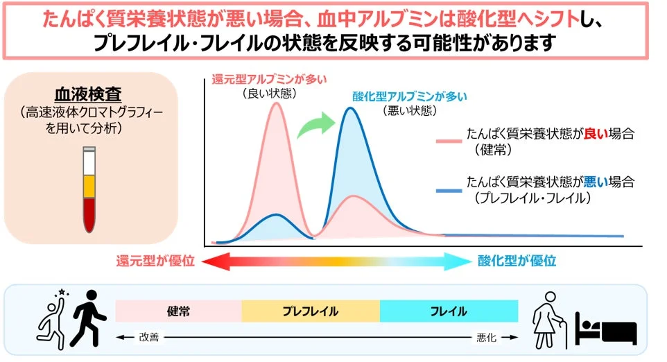 高齢外来患者の血中アルブミン酸化還元バランスとたんぱく質摂取量およびプレフレイル・フレイルとの関係（イメージ図）