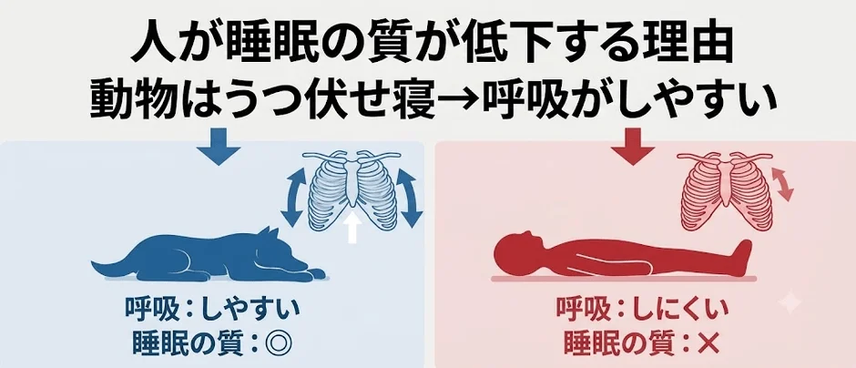 人が睡眠の質が低下する理由 動物はうつ伏せ寝→呼吸がしやすい 呼吸：しやすい 睡眠の質：◎ 呼吸：しにくい 睡眠の質：×