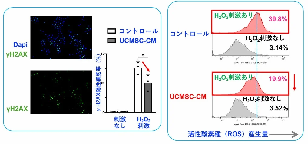 DNA損傷と活性酸素種産生量のグラフ