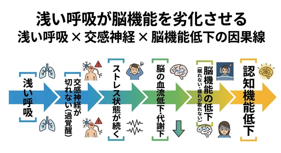 浅い呼吸が脳機能を劣化させる 浅い呼吸 × 交感神経 × 脳機能低下の因果線