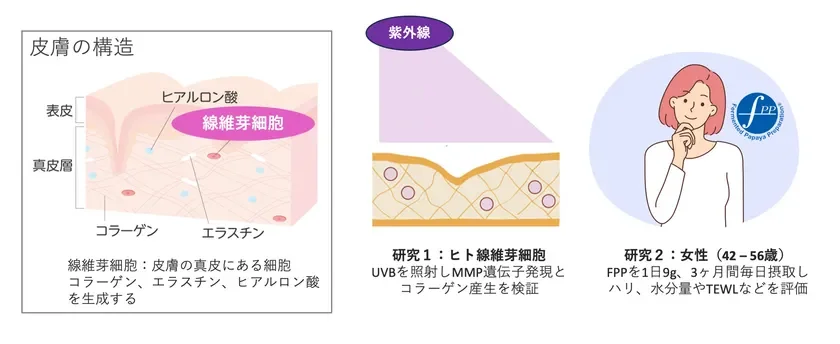 皮膚の構造と本研究の概要