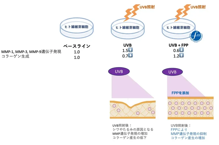 紫外線照射後のヒト皮膚線維芽細胞におけるFPPの効果(ベースラインからの変化)